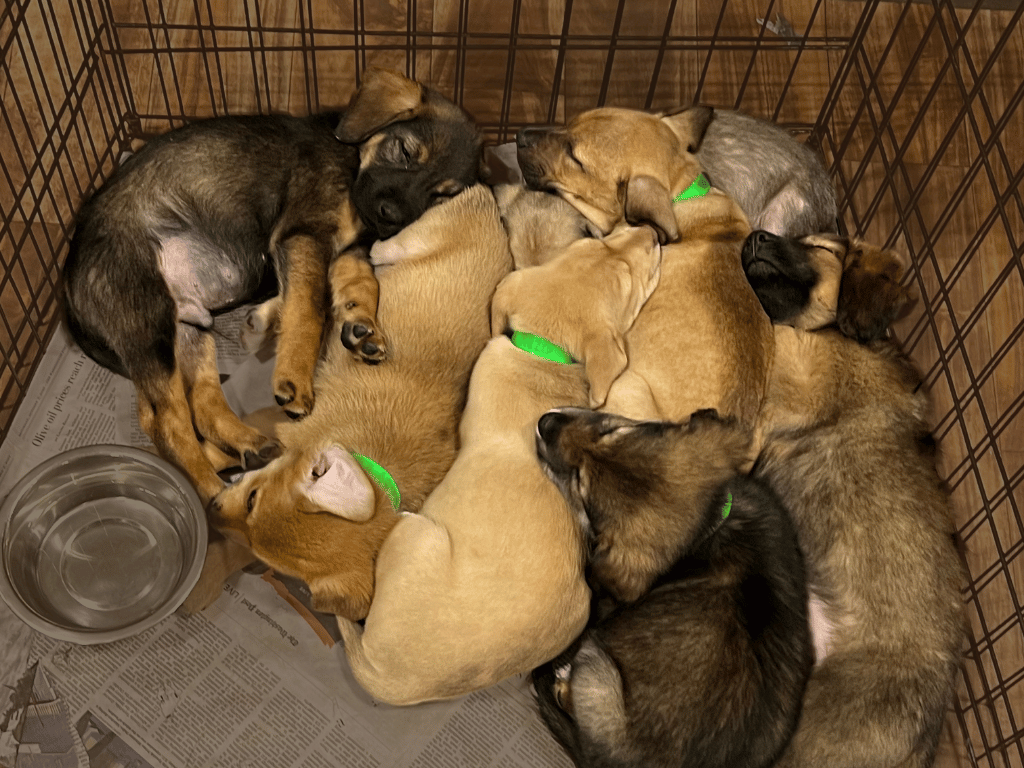 Puppies sleeping in pen
